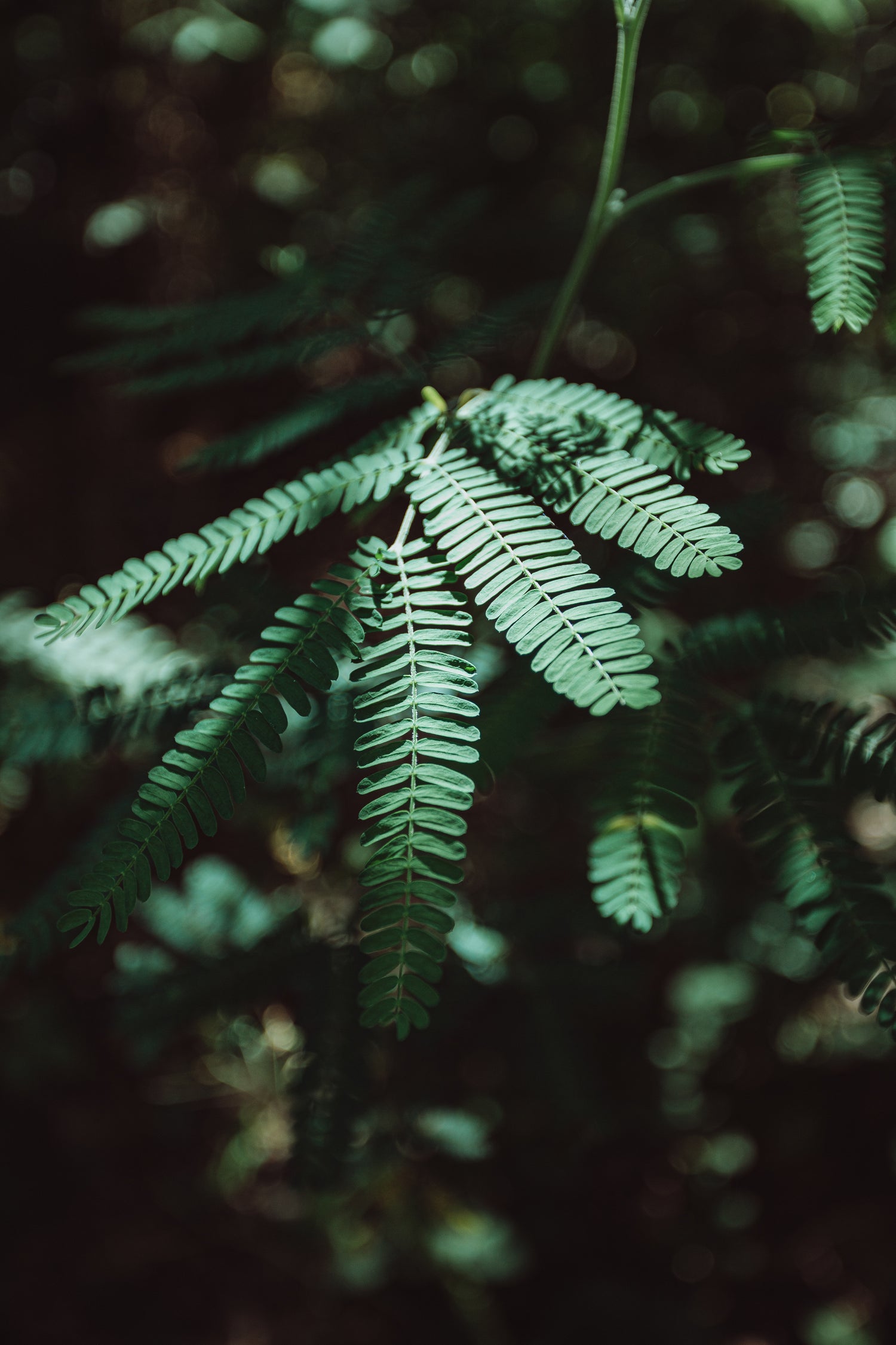 green leaves